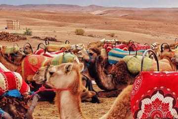 Agafay Desert Camel Ride, Dinner & Fire Show from Marrakech