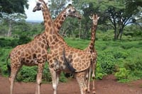 Beautiful patterns in Arusha