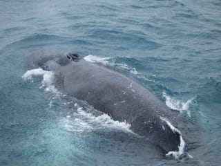 Best Value Whale Watching tour from Reykjavik, photo 16