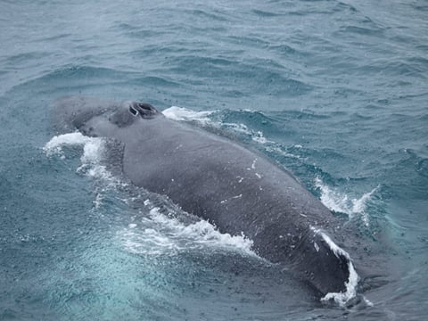 Best Value Whale Watching tour from Reykjavik, photo 16