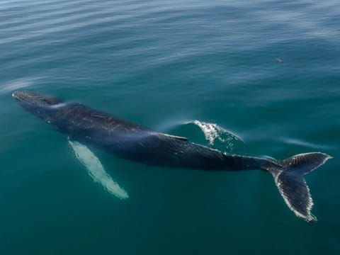 Akureyri Express Whales & Eyjafjord, photo 3