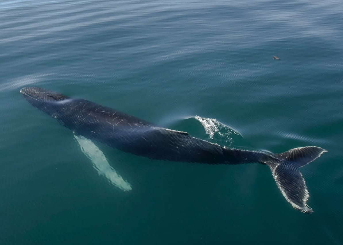 Akureyri Express Whales & Eyjafjord 3