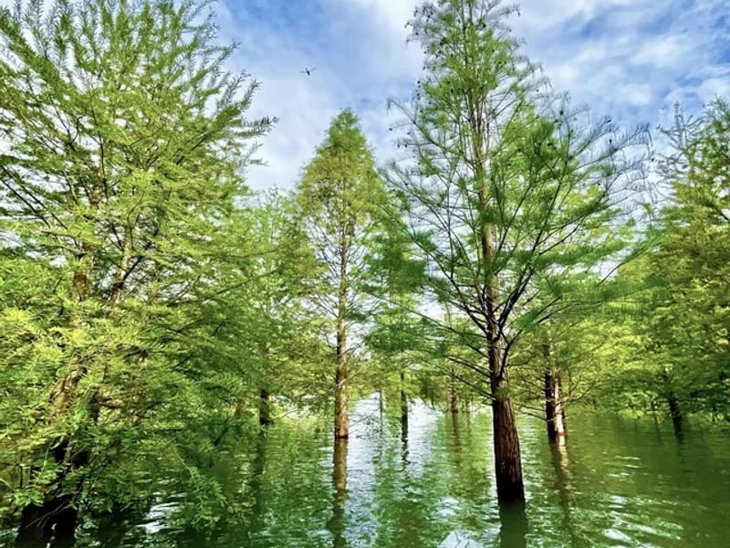 Kunshan: Hangzhou Nine Creeks & Longjing Tea Village Trip