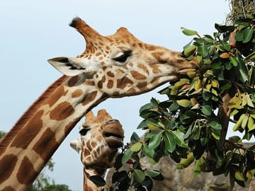 Giraffe House, Cheetah Encounter and Wine Tasting in Cape Town
