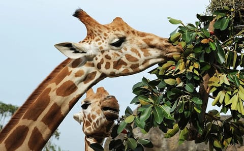Giraffe House, Cheetah Encounter and Wine Tasting in Cape Town