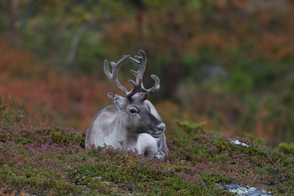 Fall foliage and a reindeer 