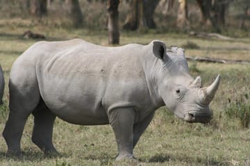 8-Day Private Family Safari Adventure in Nairobi, Kenya