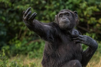 8-Day Private Wildlife Viewing and Chimpanzees Tracking Safari
