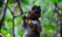 Private Half Day Tour to Ubud 10