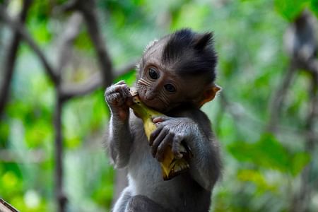 Explore Ubud: Private Half-Day Cultural and Scenic Tour