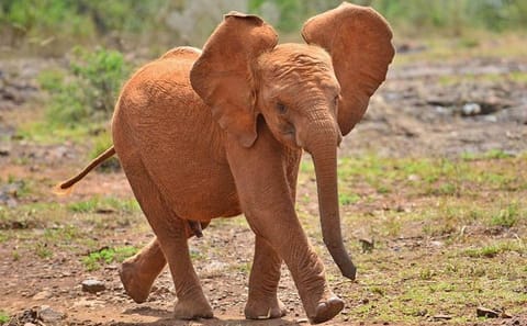 Nairobi National Park and Bomas of Kenya Full-Day Tour