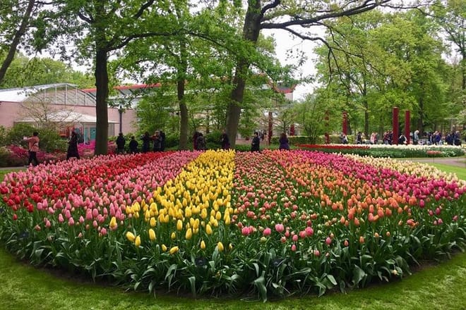 Tulips and Windmills in a Very Small-Group from Amsterdam 2