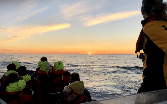 Reykjavík Premium Whales in the Midnight Sun 8