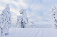 Snowshoe Experience in Lapland Forest - Rovaniemi 7