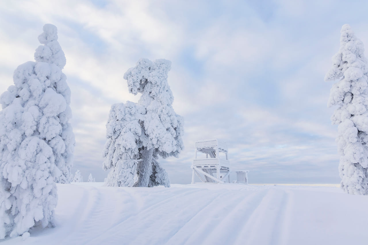 Snowshoe Experience in Lapland Forest - Rovaniemi 7