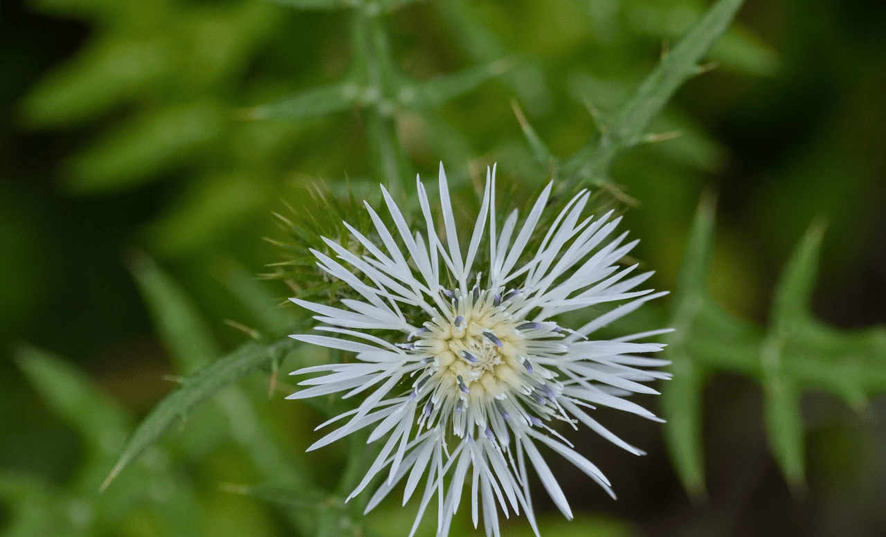 Mistra Valley & Selmun Nature Walking Tour (Private Tour) 10