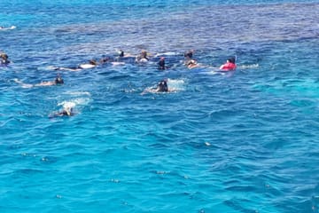 Full-Day Dolphin Swim and Snorkeling Tour in Hurghada