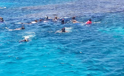 Full-Day Dolphin Swim and Snorkeling Tour in Hurghada