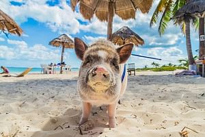 Private Koh Madsum ( Pig Island ) and Koh Tan by Speedboat