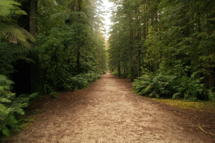 Day Tour to Mitai Maori Village and Redwood Forest from Auckland