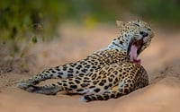 Discover of the Nature in Sri Lanka (07 nights & 08 days) 1