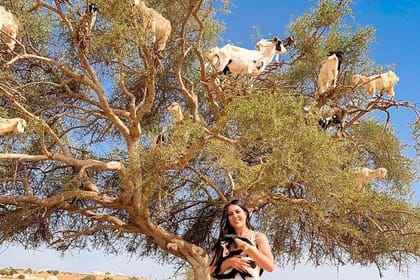 From Marrakech To Essaouira Mogador Full Day Trip | Small-group