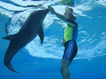 Swim with Dolphins in Deep Water in Dubai