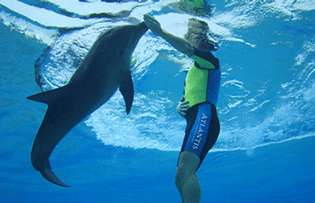 Swim With Dolphins (Deep Water)