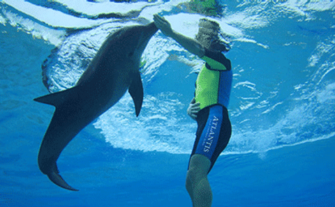 Swim with Dolphins in Deep Water in Dubai