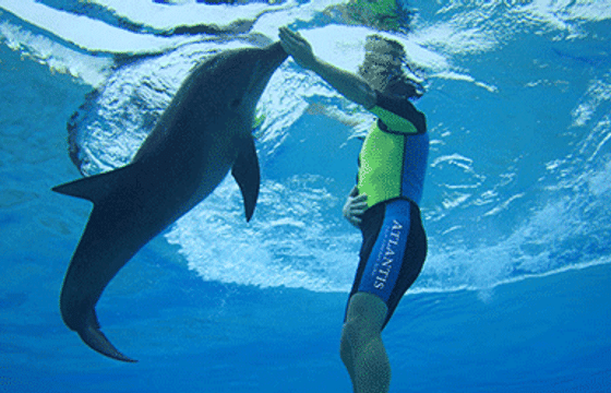 Swim With Dolphins (Deep Water)