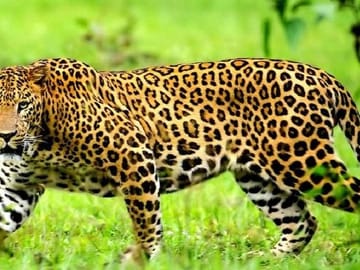 4-Day Shared Budget Safari in Masai Mara from Nairobi