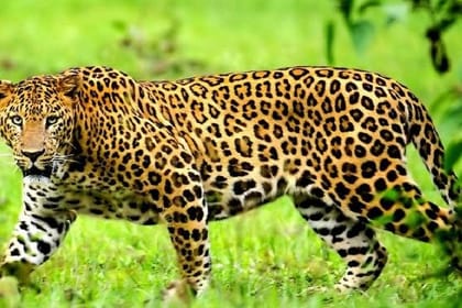 4-Day Masai Mara Shared Budget Safari with Pickup from Nairobi