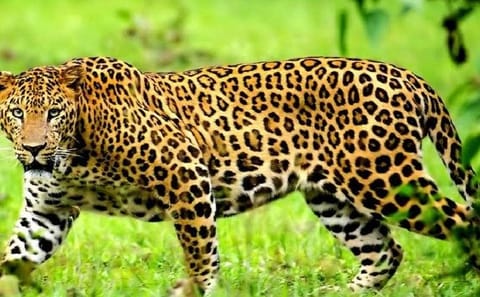 4-Day Shared Budget Safari in Masai Mara from Nairobi