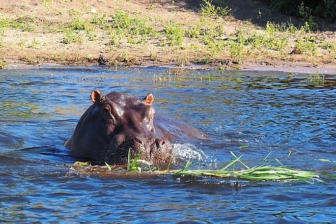 Popular in Chobe River