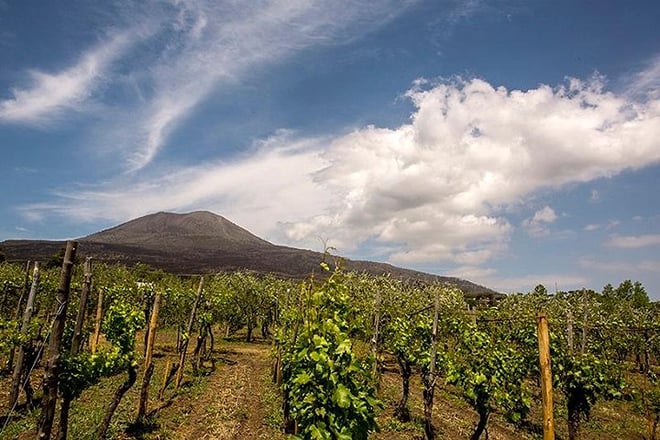 Vesuvius Organic Wine Tasting and Lunch from the Amalfi Coast - Photo 2