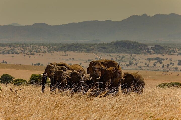 5 Day Wildlife and Gorilla Safari in Africa