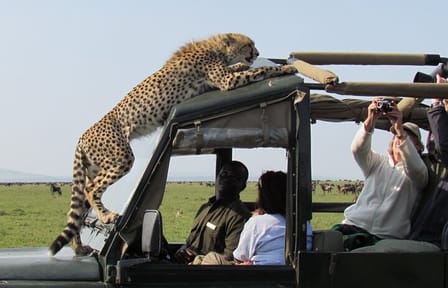 3 Days Masai Mara Budget Camping Safari on 4X4 Land Cruiser