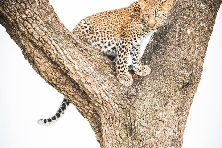 5 Days Masai Mara Tour