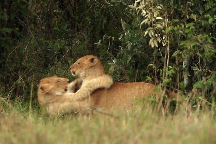 Your Epic 4-Day Maasai Mara Budget Safari Awaits!