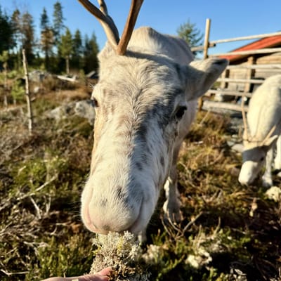 Aito Lapin Luontoelämys Porotilalla