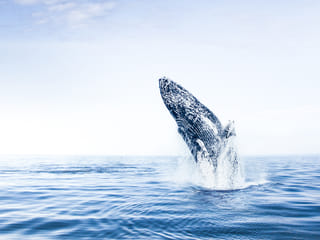 Breaching humpback whale