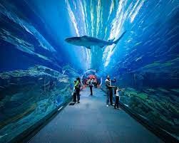 Dubai Aquarium Tickets with Tour visionary