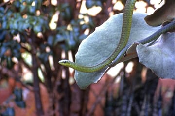 Nairobi Museum Snake Park Giraffe Center and Beads Center Tour