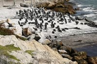 Penguins at Stony Point