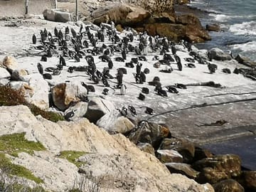 Penguins at Stony Point