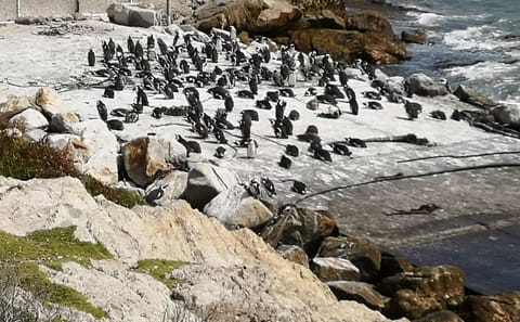 Private Whale Watching Tour in Betty's Bay from Cape Town