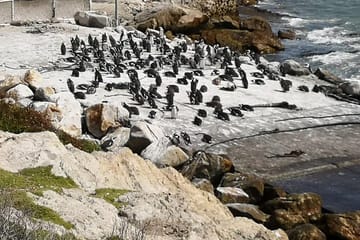 Private Whale Watching Tour in Betty's Bay from Cape Town