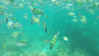 Early Bird Phi Phi Islands 6
