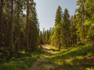 Guided Nature Walk at Holmenkollen in Oslo