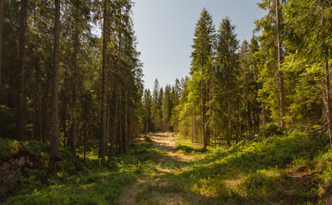 Guided Nature Walk at Holmenkollen in Oslo